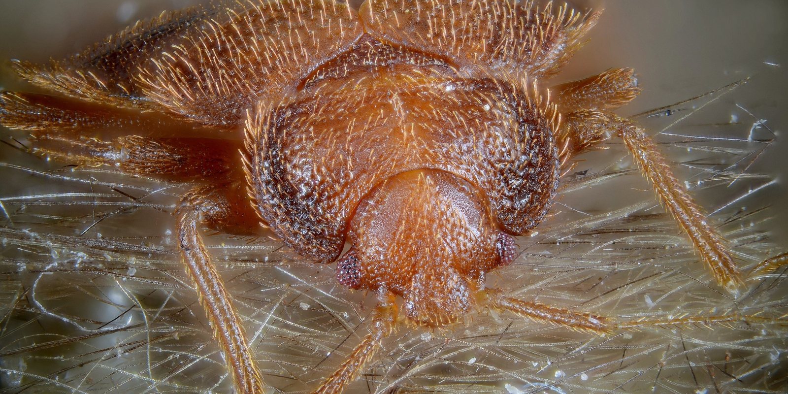 What Is the Hardest Pest to Get Rid Of? Win the Job With the Answer