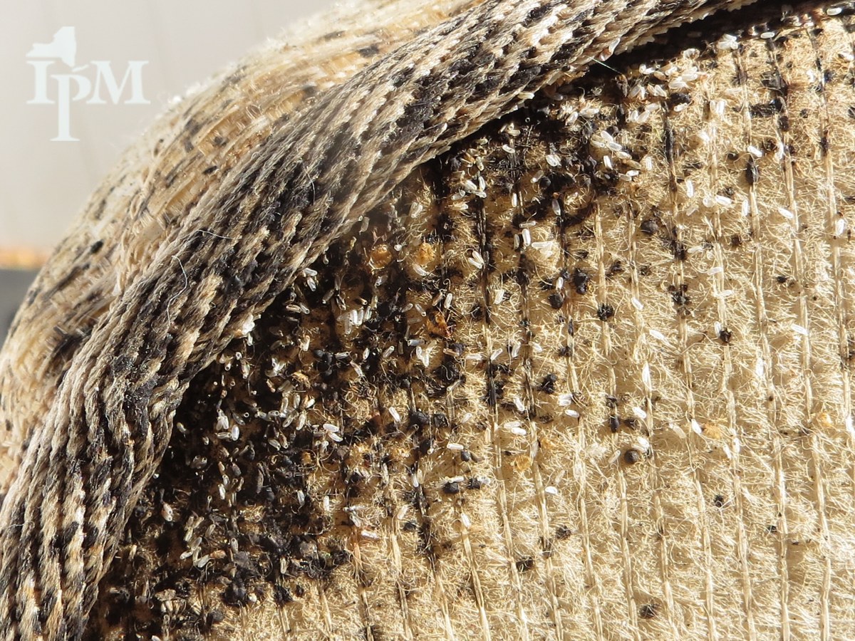 A mattress seam packed with bed bugs, their pale shed skins and dark spots along the piping