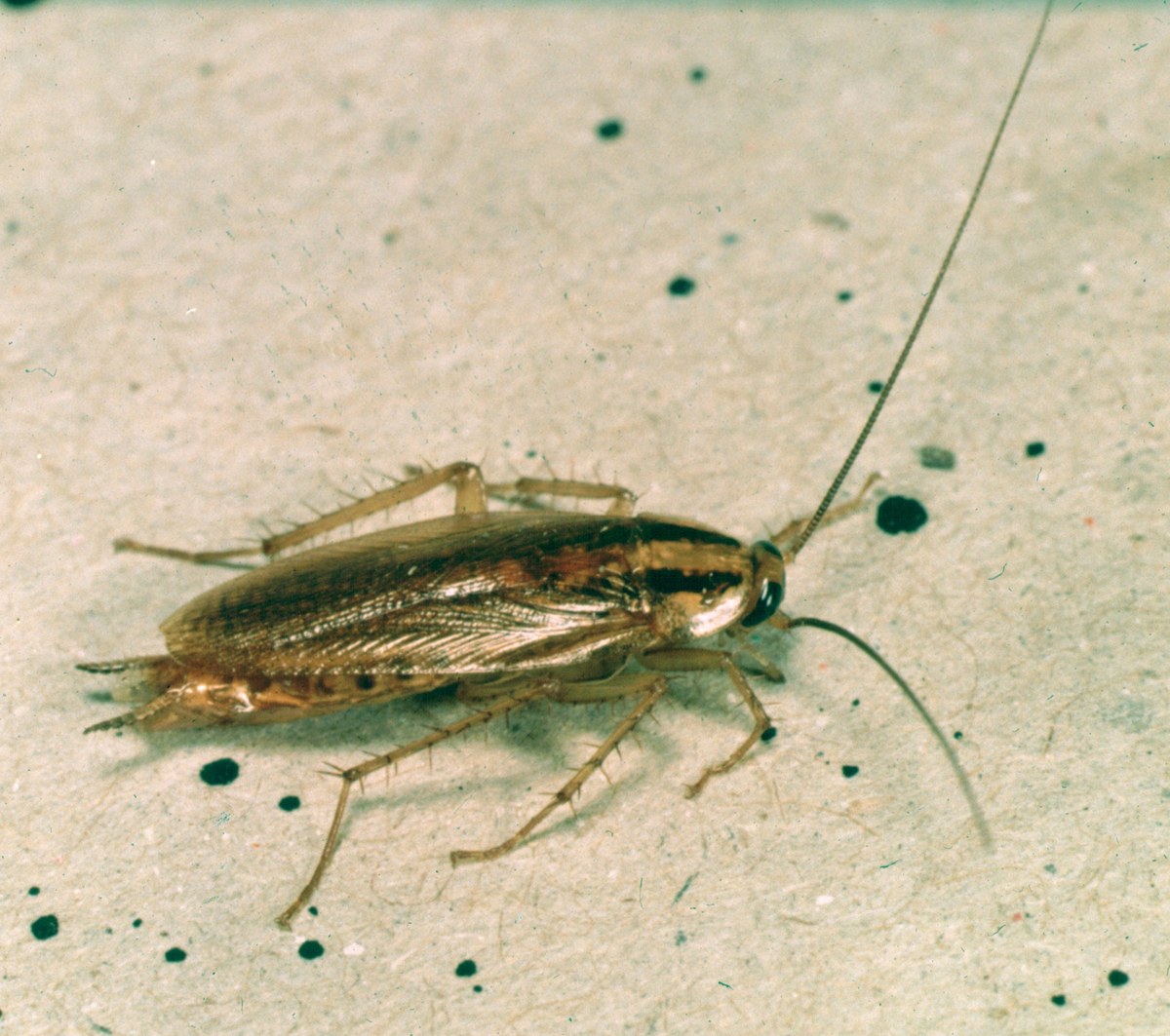 An adult German cockroach, light brown with two dark stripes behind the head, standing on a pale surface
