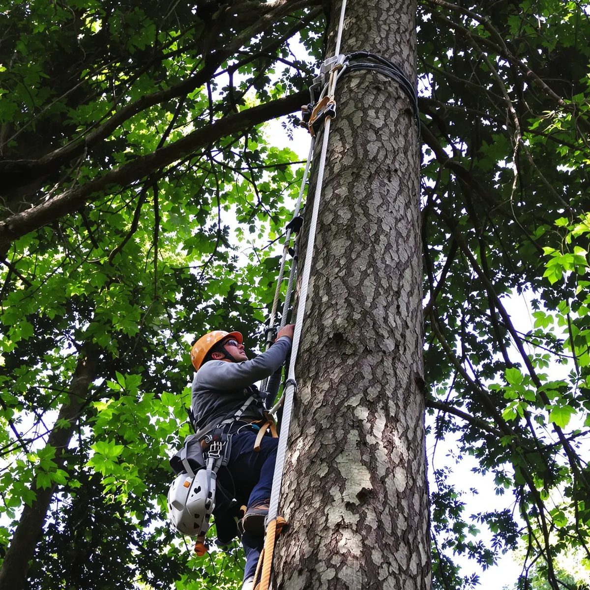 A tree climber in a helmet and harness ascending a tall trunk on a rope