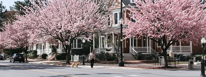Cherry trees in bloom along a Macon street of old porches
