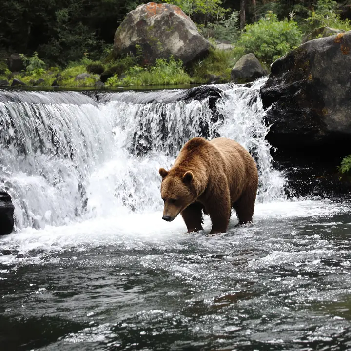 A brown bear fishing for salmon at a small waterfall