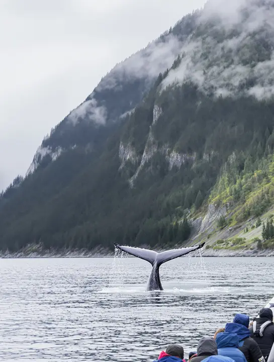 A humpback whale tail rising near a small boat in a channel