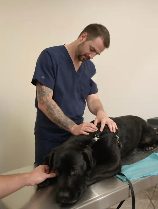 Vet checking a black Labrador on the exam table