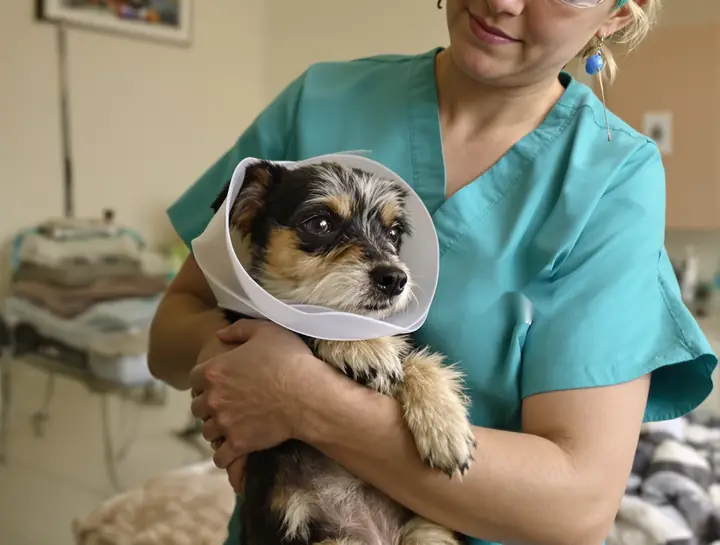 Vet tech holding a small terrier in a recovery cone