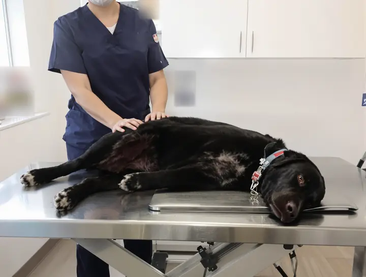 Vet checking the knee of a black lab on an exam table