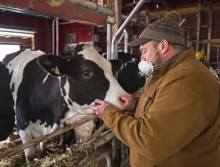 A large animal vet checking a dairy cow in a barn in winter