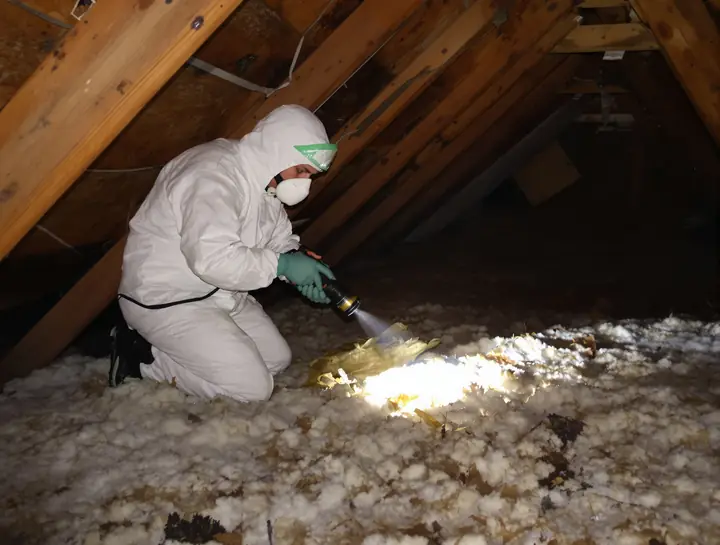 Attic inspection for rodents in Brandon
