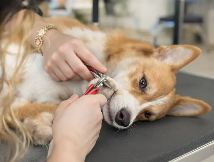 Trimming the nails of a relaxed corgi