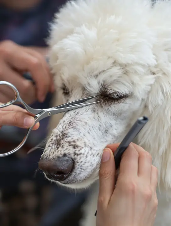 Scissoring the face of a white standard poodle