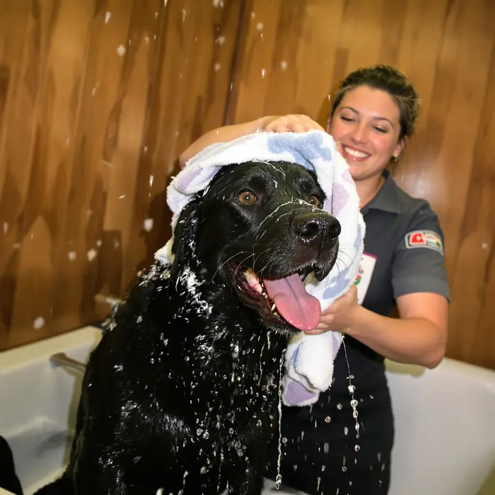 Our staff toweling off a black lab after a bath