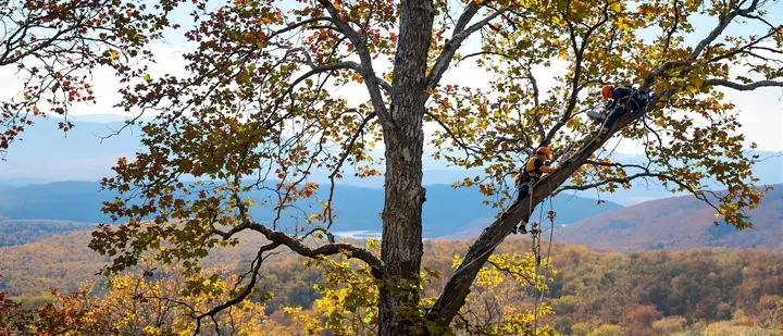 Climber high in a white oak