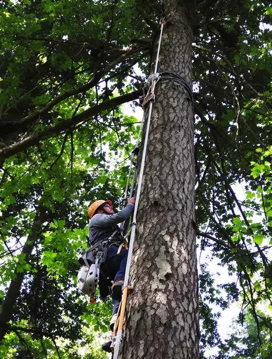Arborist ascending a tall trunk on a climbing line