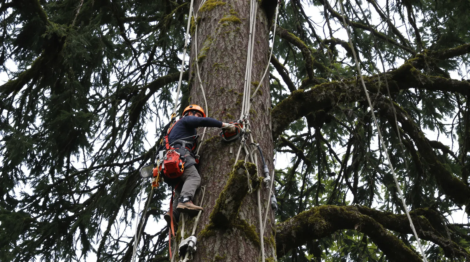 Cascade Canopy climber working high in a Douglas fir