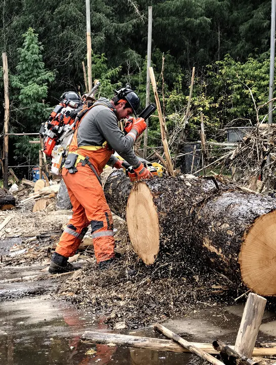 Ground crew bucking a fallen log into rounds