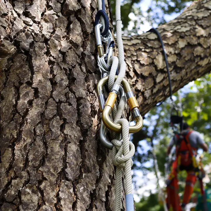 Rigging hardware set on a thick limb