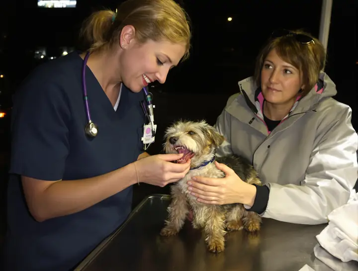 Vet tech checking a small dog on the table