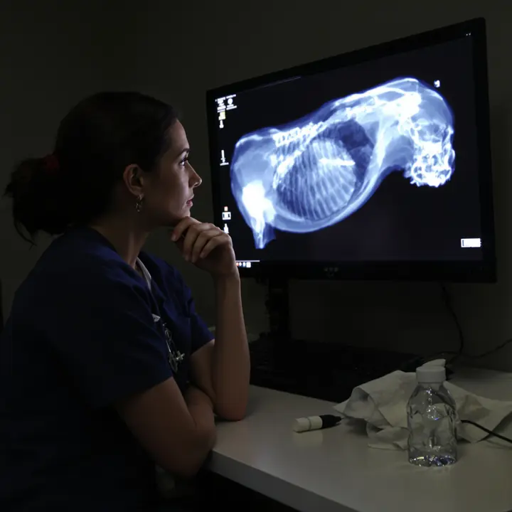 Vet reading a dog chest x ray